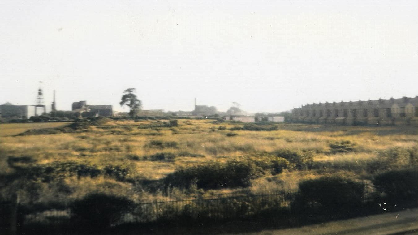 collierya